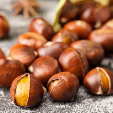 Wholesale Agriculture Products Chinese chestnut natural nuts